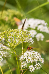 Sticker - Hoverflies on a flower in summer