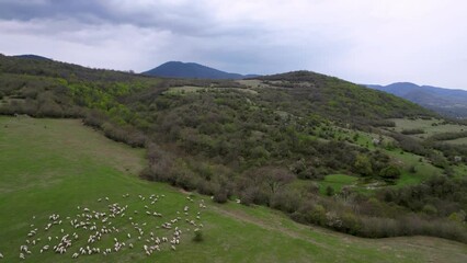 Wall Mural - flock of sheep on a green meadow in the mountains,straight movement, aerial view