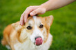 dog of the corgi breed in the park on the green grass at sunset. A man's hand is stroking a doggie.