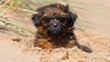   A brown-black dog dons sunglasses atop a sunny sandy beach, near a grassy dune and sand dune