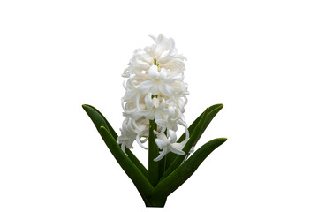 White pearl hyacinth isolated on transparent background