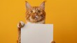 cute cat holding an empty white cardboard on orange background, copy space, for advertising