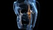 3D rendering of a human knee joint. The bones are transparent, and the ligaments and tendons are visible. The knee is flexed, and the patella is visible at the front of the knee.