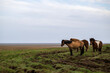 Icelandic horses standing in an empty landscape watching the rain falling