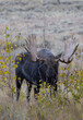 Bull Moose During the Rut in Autumn in Wyoming