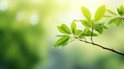 Wall Mural - a green tree with a blurred bokeh background,