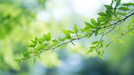 Wall Mural - a green tree with a blurred bokeh background,