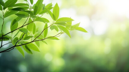 Wall Mural - a green tree with a blurred bokeh background,