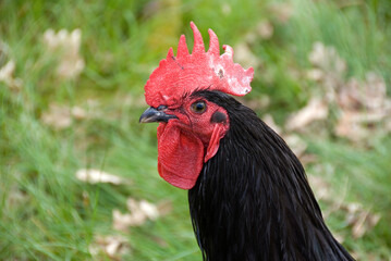 Wall Mural - Poule, race Aquitaine