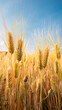 Golden wheat field under the blue sky during the day, close up