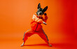 Cheerful dog dancer in tracksuits dancing disco on orange studio background