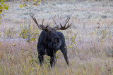 Fototapeta Konie - Bull Moose During the Rut in Autumn in Wyoming
