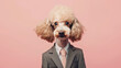 Portrait of stylish funny dog poodle in business suit looking at the camera on a pink background