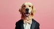 Stylish funny dog in a suit with bow tie on a pink background, animal, creative concept