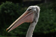 Pelican head close-up view portrait on blurred background of green plants