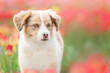 © OlgaOvcharenko - The Miniature American Shepherd puppy in tulips. Dog in flower field. Blooming. Spring
