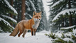 An alert red fox looks on in a winter wonderland, its bright fur contrasts with the pure white snow