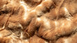 texture background of brown fur
