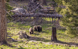 Fototapeta Konie - Grizzly Bears in Springtime in Yellowstone National Park Wyoming