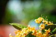 Beautiful Tembusu Plant, Kan Krao flowers or Fagraea Fragrans.The flowers are yellowish with distinct fragrance.