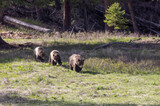 Fototapeta Konie - Grizzly Bears in Springtime in Yellowstone National Park Wyoming