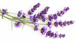 top view of purple lavender flowers in full bloom on white background