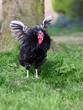 Black rooster spreads his wings in garden