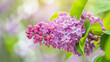 A burst of fragrant lilac flowers fills a spring garden