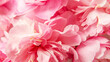 Close up detail of petal pink peony
