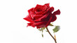 A single red rose in full bloom stands out against a crisp white background