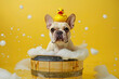 Funny French Bulldog dog with rubber duck on head in washtub with foam in front of yellow studio background