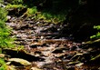 Górski potok płynie poprzez liczne kamienie i gęsty las, Czechy, Jeseniky