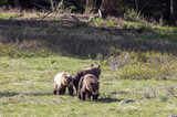 Fototapeta Konie - Grizzly Bears in Yellowstone National Park Wyoming in Spring