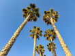 palm tree against blue sky , california , encinitas