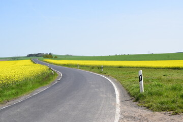 Wall Mural - country road through yellow fields