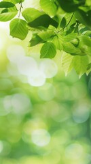 Wall Mural - Beautiful blurred green nature background with sunlight and fresh leaves. Green banner for environment, copy space for text