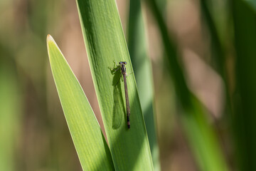 Wall Mural - Spring nature. There are insects on the reed leaves by the pond.