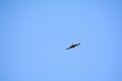 A bird high up in the blue sky