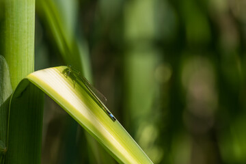 Wall Mural - Spring nature. There are insects on the reed leaves by the pond.