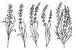 Lavender flowers set vintage vector sketch drawing