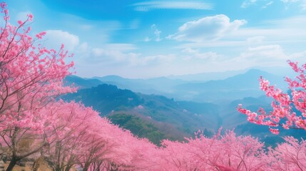 Sakura in bloom landscape spring blossom image in Japan on sunny day