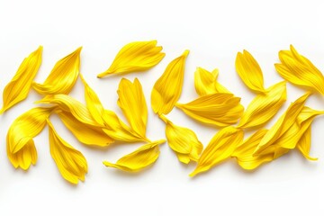 Poster - Sunflower petals on white background