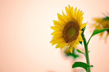 Sticker - Sunflower field in sunny day. Sunflower blooming season. Close-up of sunflower