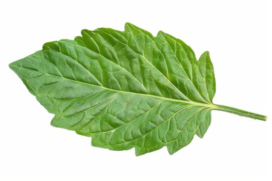 Tomato leaf on white background with clipping path and full depth of field