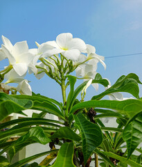 Wall Mural - White flowers blooming against blue sky background, nature photography