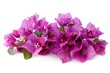 A vibrant bougainvillea with clusters of purple papery flowers, isolated on a white background
