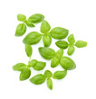 Basil green leaves isolated on white background