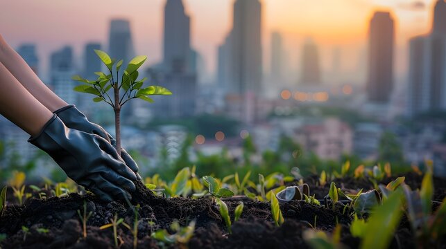 People's hands are wearing gloves on both hands, planting trees to add oxygen to the world. With city view and sunset in the background, save the world concept.