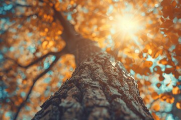 Wall Mural - autumn tree with vintage filter and sun flare.