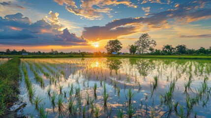 Wall Mural - Reflection of a vibrant sunset in the calm waters of a flooded rice field, creating a mirror-like surface that mirrors the sky's beauty.